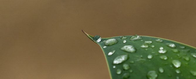 Photo of a water droplet on a leaf
